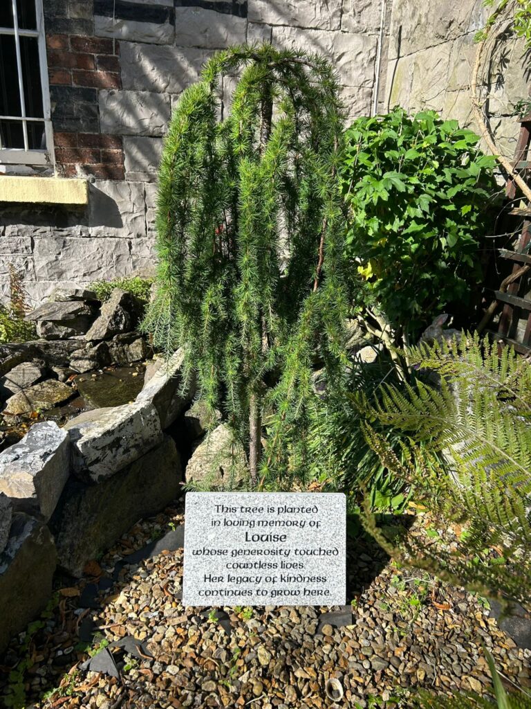 Photo of the tree planted in Louise's name with a plaque