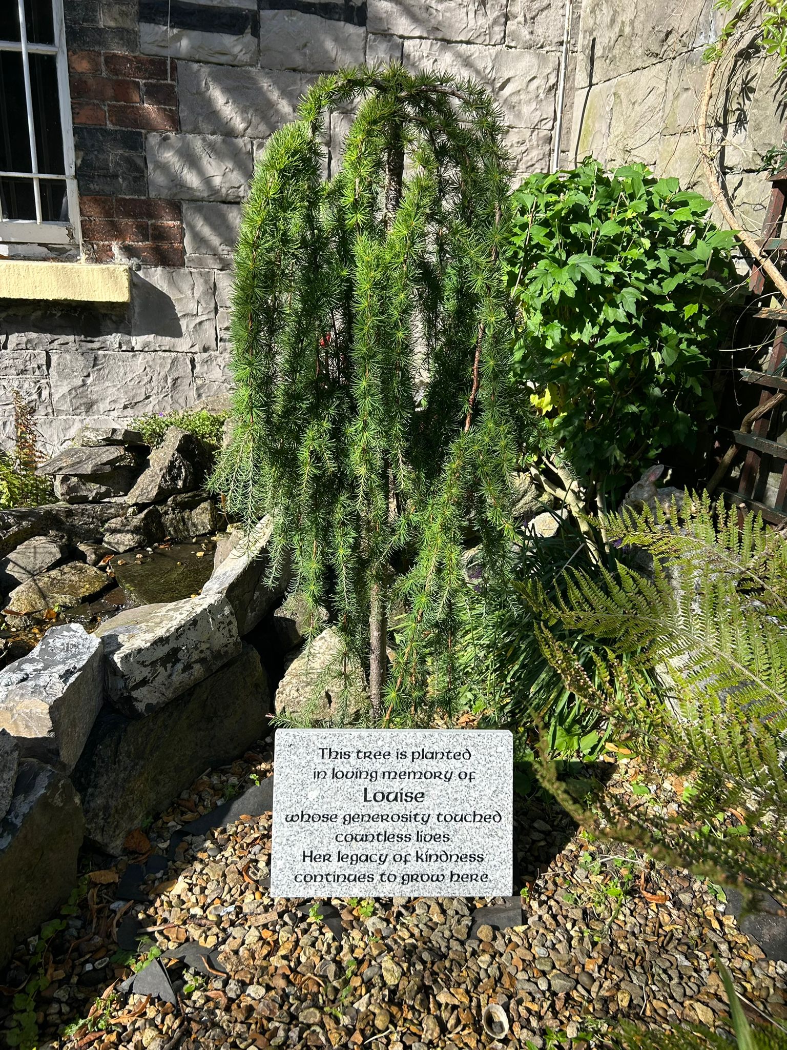 Photo of the tree planted in Louise's name with a plaque